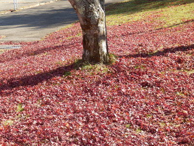 丘の公園紅葉絨毯.png