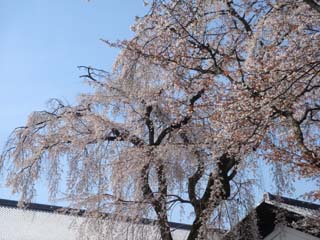 満開の桜.JPG